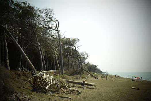 Pine trees and pinewood forest on the seaside, Beach and sea of Marina di Cecina, Maremma, Tuscany, Italy, Europe