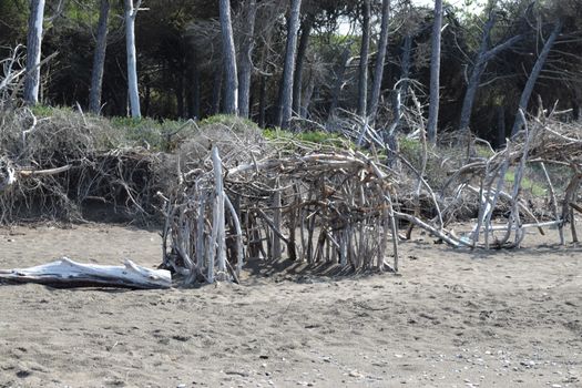 Wood construction on the beach in the pine trees and pinewood forest on the seaside, Beach and sea of Marina di Cecina, Maremma, Tuscany, Italy, Europe