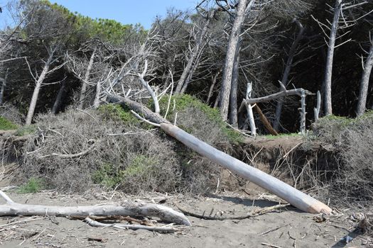 Pine trees and pinewood forest on the seaside, Beach and sea of Marina di Cecina, Maremma, Tuscany, Italy, Europe