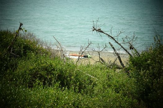 Pine trees and pinewood forest on the seaside, Beach and sea of Marina di Cecina, Maremma, Tuscany, Italy, Europe