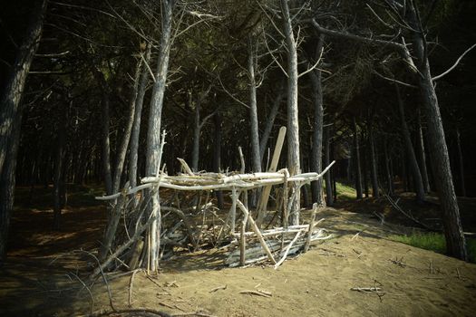 Wood construction, Pine trees and pinewood forest on the seaside, Beach and sea of Marina di Cecina, Maremma, Tuscany, Italy, Europe