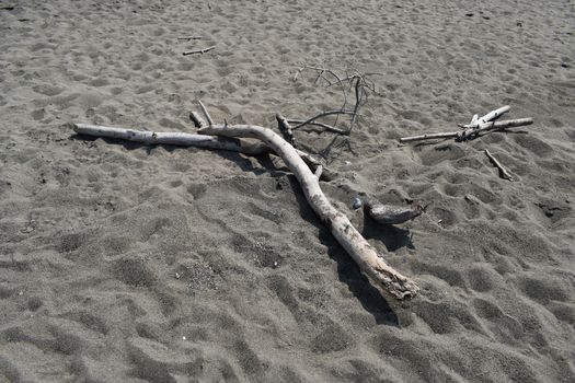 Dead tree on the beach of Marina di Cecina, Maremma, Tuscany, Italy, Europe