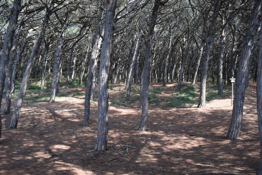 Pine trees and pinewood forest on the seaside, Beach and sea of Marina di Cecina, Maremma, Tuscany, Italy, Europe