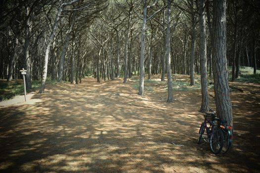 Bicycles in the pine trees and pinewood forest on the seaside, Beach and sea of Marina di Cecina, Maremma, Tuscany, Italy, Europe