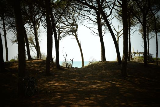 Pine trees and pinewood forest on the seaside, Beach and sea of Marina di Cecina, Maremma, Tuscany, Italy, Europe