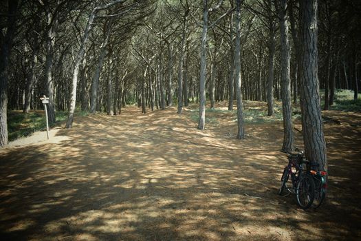 Bicycles in the pine trees and pinewood forest on the seaside, Beach and sea of Marina di Cecina, Maremma, Tuscany, Italy, Europe