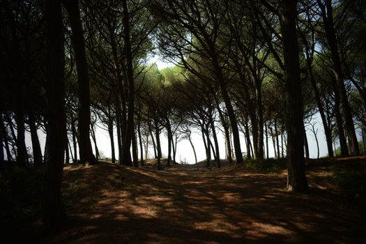 Pine trees and pinewood forest on the seaside, Beach and sea of Marina di Cecina, Maremma, Tuscany, Italy, Europe