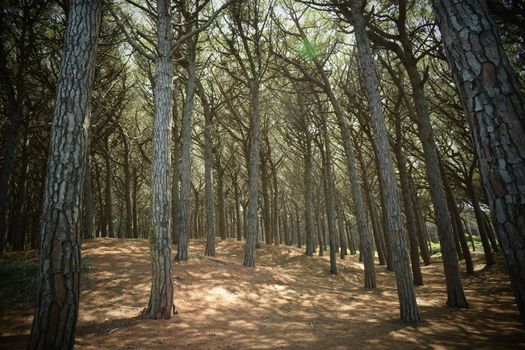 Pine trees and pinewood forest on the seaside, Beach and sea of Marina di Cecina, Maremma, Tuscany, Italy, Europe