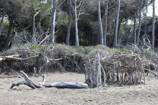 Wood construction on the beach in the pine trees and pinewood forest on the seaside, Beach and sea of Marina di Cecina, Maremma, Tuscany, Italy, Europe