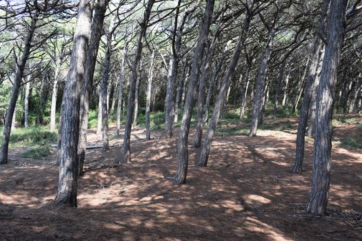 Pine trees and pinewood forest on the seaside, Beach and sea of Marina di Cecina, Maremma, Tuscany, Italy, Europe