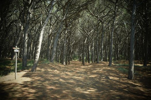 Pine trees and pinewood forest on the seaside, Beach and sea of Marina di Cecina, Maremma, Tuscany, Italy, Europe