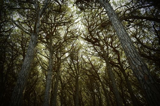 Pine trees and pinewood forest on the seaside, Beach and sea of Marina di Cecina, Maremma, Tuscany, Italy, Europe