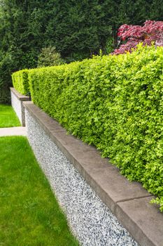 Green hedge fence on land terrace in front of a house