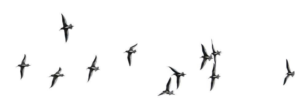 Flock of gulls cut out and isolated on a white background