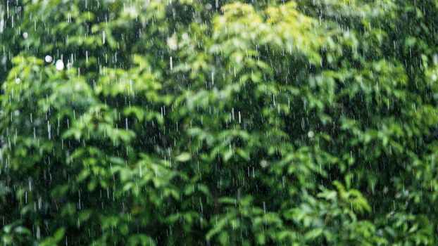 Rain in the daytime with soft focus background green trees