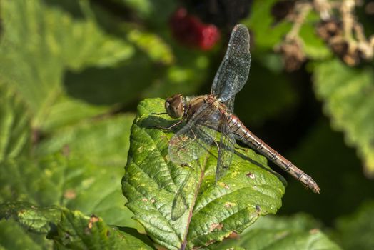 Common Darter dragonfly is one of the most abundant species in the UK and Europe