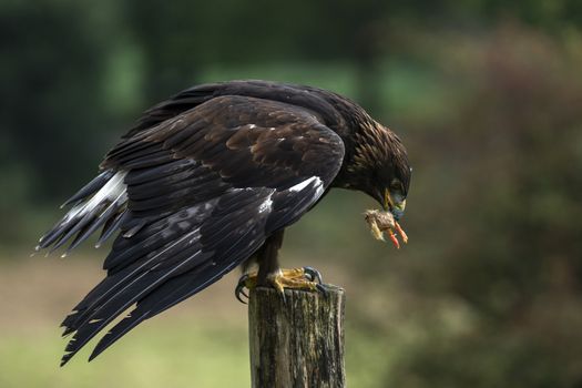 Golden Eagle (Aquila chrysaetos) perched eating eating and feeding on its prey