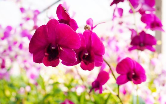 Purple, Pink Phalaenopsis or Moth dendrobium Orchid flower. Most Beautiful spring tree in garden.