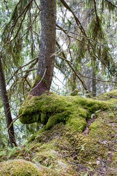 An old tree with moss