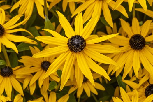 Rudbeckia fulida var Sullivantii 'Goldsturm' a summer flowering plant native to North America commonly known as black eyed susan or coneflower