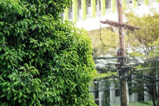 Rain in the daytime with soft focus background green trees