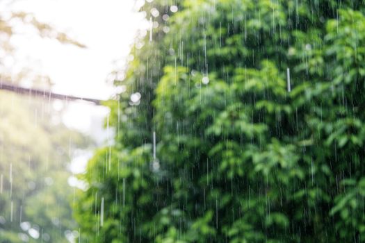 Rain in the daytime with soft focus background green trees