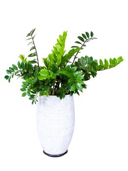 Zamioculcas zamifolia, ornamental tree houseplant in pot for home decorations, Di cut with clipping path