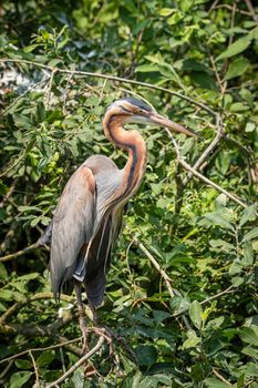 Purple heron resting on a branch in the green foliage of a tree, portrait of a large bird