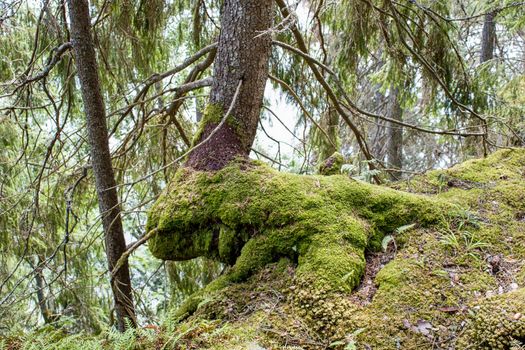 an old tree with moss