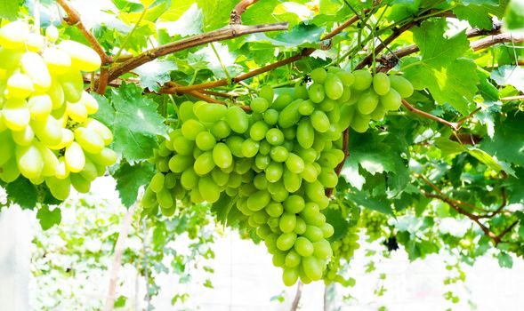 Bunches of green grapes in vineyard.