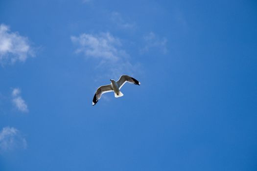 Seagull in flight