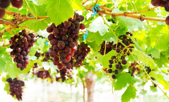 Fruit grapes on trees that have branches and leaves in vineyard.