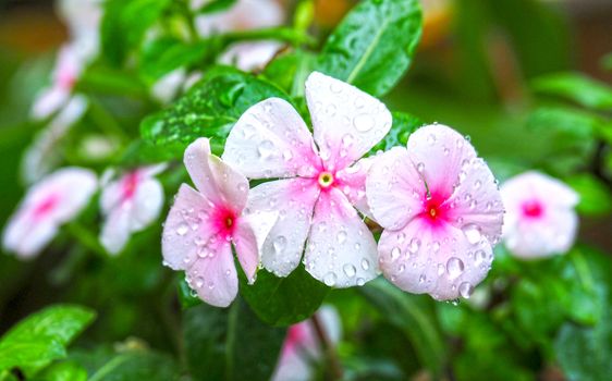 Catharanthus roseus, Madagascar Periwinkle, White flowers and rain drops in a refreshing garden