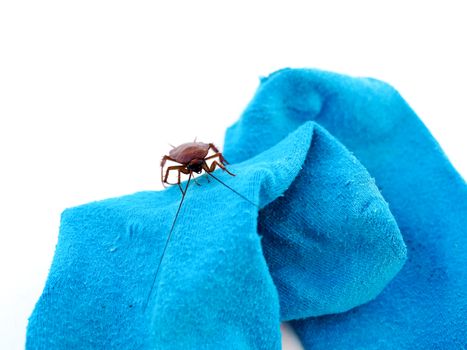 Cockroaches are animals that are disgusting and having pathogens carry germs on blue sock