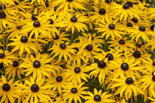 Rudbeckia fulida var Sullivantii 'Goldsturm' a summer flowering plant native to North America commonly known as black eyed susan or coneflower