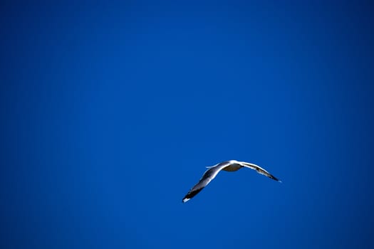 A flying seagull with blue sky