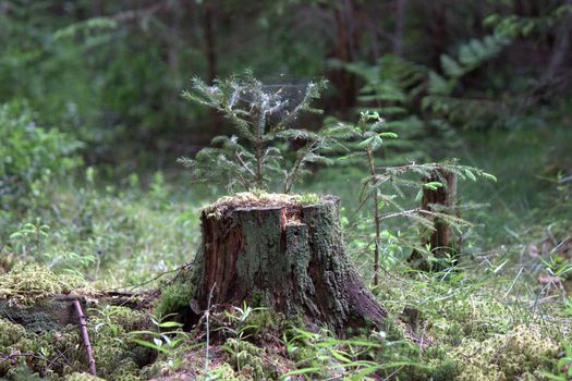 stump in forest withe spiderwebs