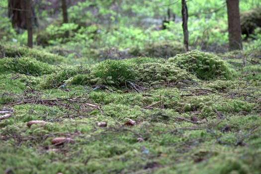 moss on the forest ground