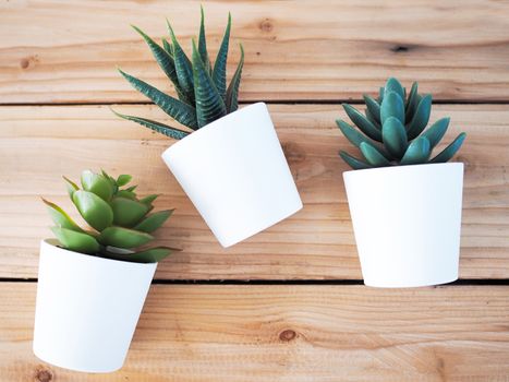 close-up of ornamental plants with cactus in white pot on table