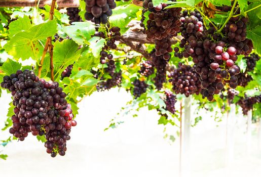 Fruit grapes on trees that have branches and leaves in vineyard.
