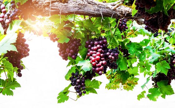 Close-up of bunches of red grapes and green leaves on tree in vineyard. Fresh fruit in garden.