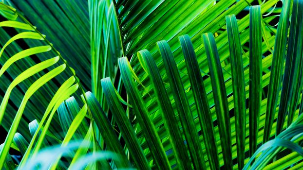 Green fresh nature background from palm leaves. wallpaper of pattern design concept.