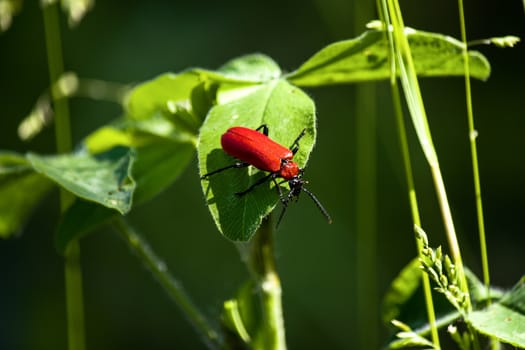 Redd bug on a leaf