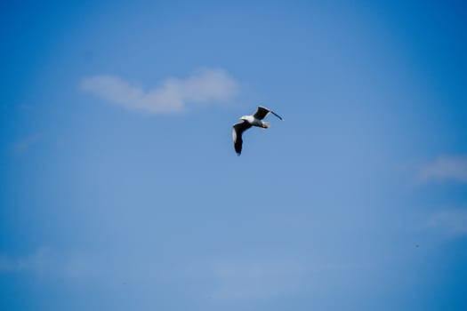 A flying seagull with blue sky