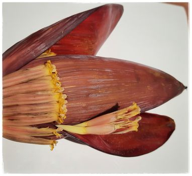 Banana flower with small flower inside placed beautifully in white paper controls diabetes cancer and heart disease supports menstrual health problem