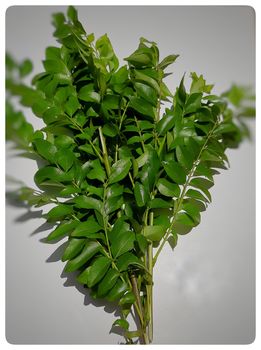 Fresh curry leaves place in white paper like tree shape help in losing weight sharpen your memory Good for the eyesight relieve morning sickness and nausea