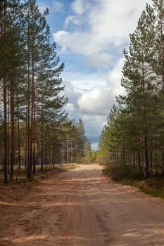 Sandy road in the pine forest at the summer