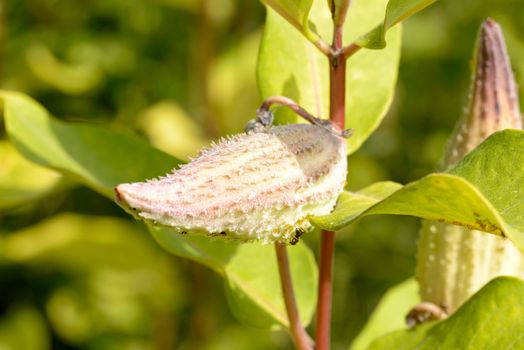 Closeup of the Asclepias Syriaca fruit, also called milkweed or silkweed. This plant produces latex