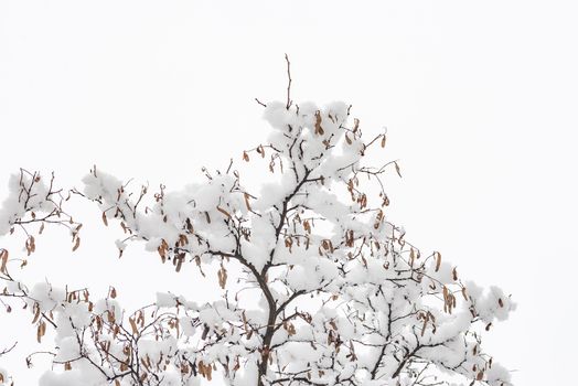 Closeup of an acacia branch with dry pods covered by fresh snow on it during the cold winter