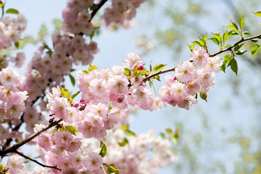 Nice pink Japanese Cherry Blossom flowers, Sakura, under the warm spring sun